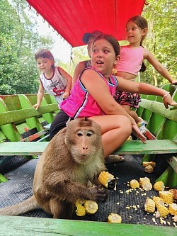 Monkey swimming activity