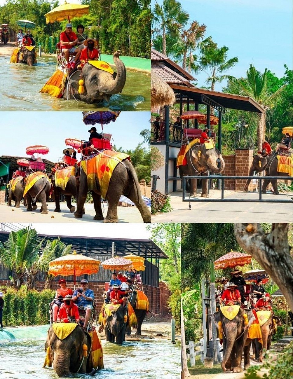Elephant riding
